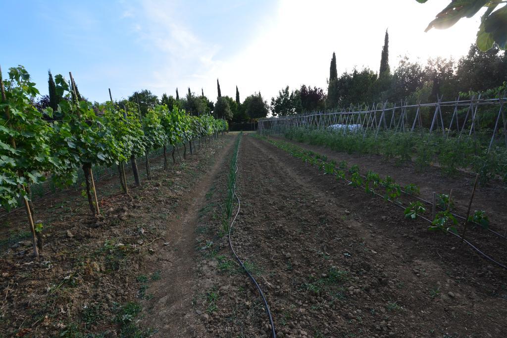 Agriturismo Dolce Verde Castiglione del Lago Exteriér fotografie